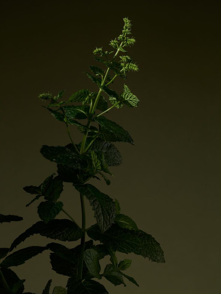 Herbal Wellness Alternatives